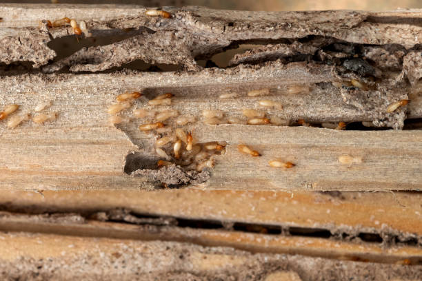 Best Mosquito Control Services  in Easton, MD