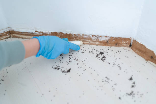 Reliable Easton, MD Pest Control Solutions